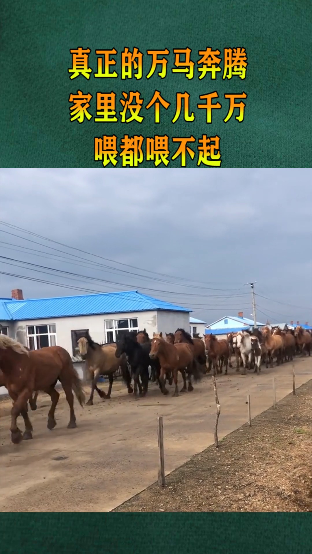 搞笑视频#真正的万马奔腾,家里没个几千万,喂都喂不起!