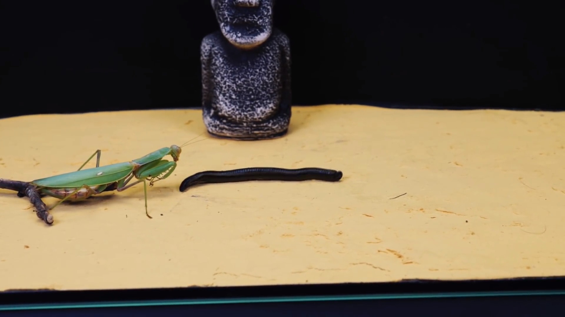 奇趣动物#一面倒的战斗-螳螂与水蛭