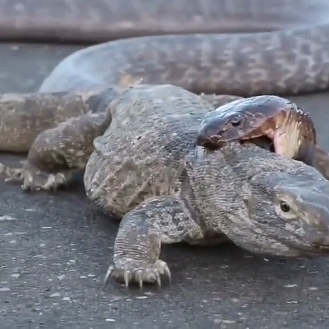 动物界的奇怪行为#蟒蛇大战蜥蜴,谁更胜一筹