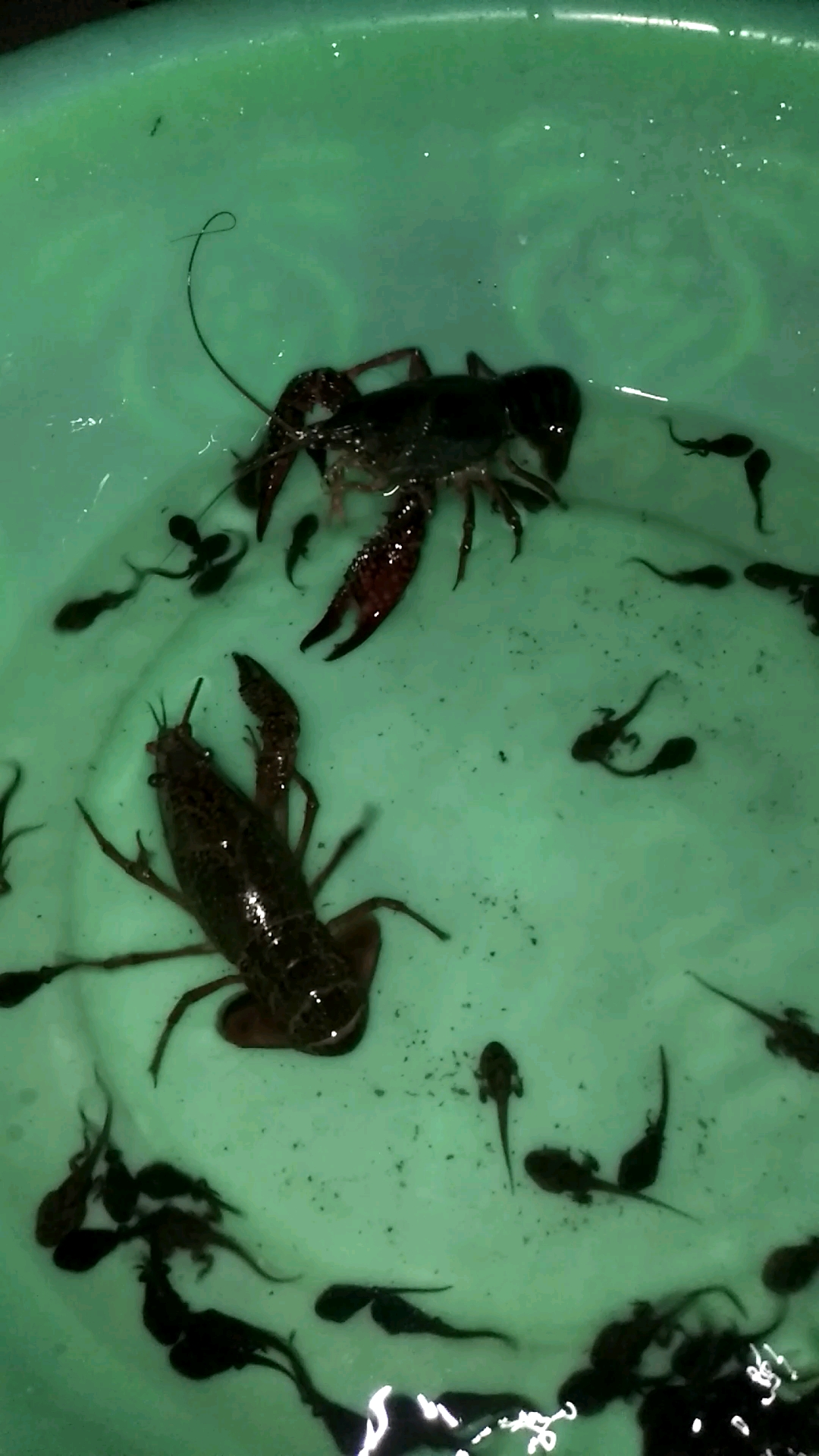 小蝌蚪的朋友圈