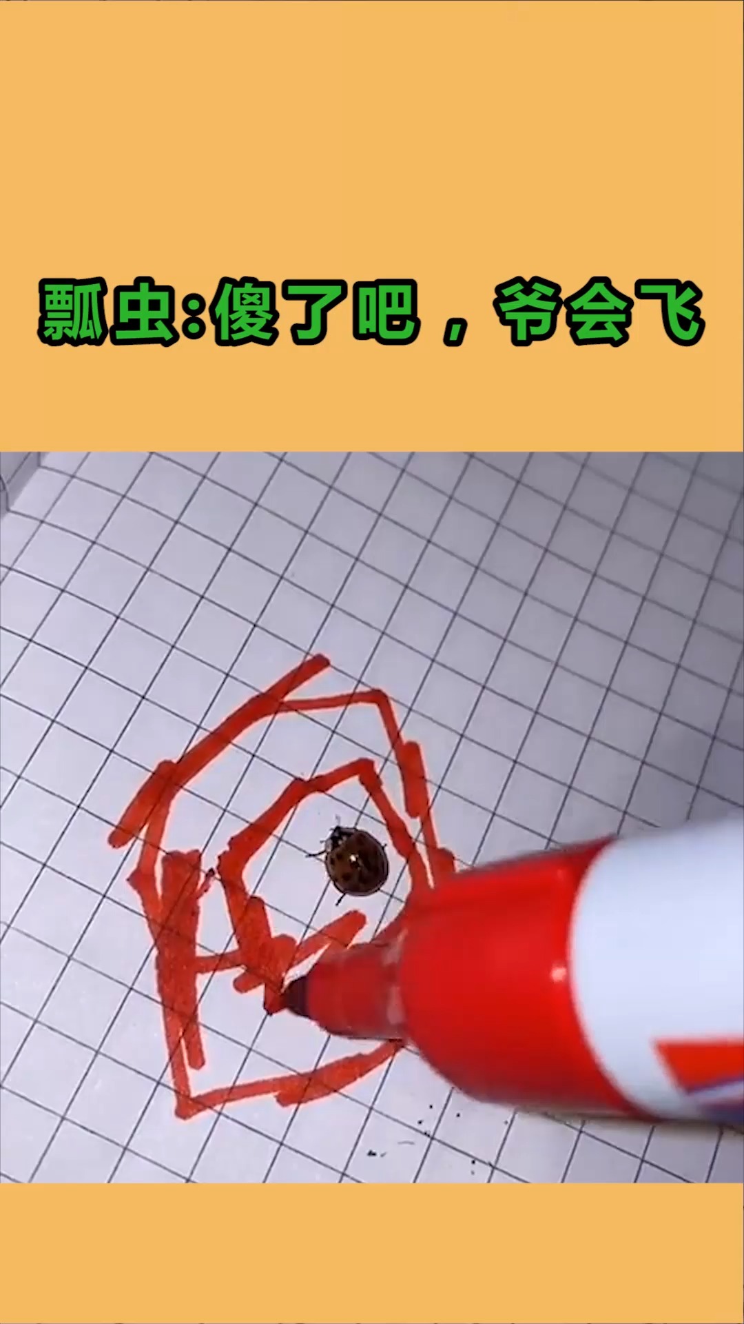 我要上热门#瓢虫:傻了吧,爷会飞