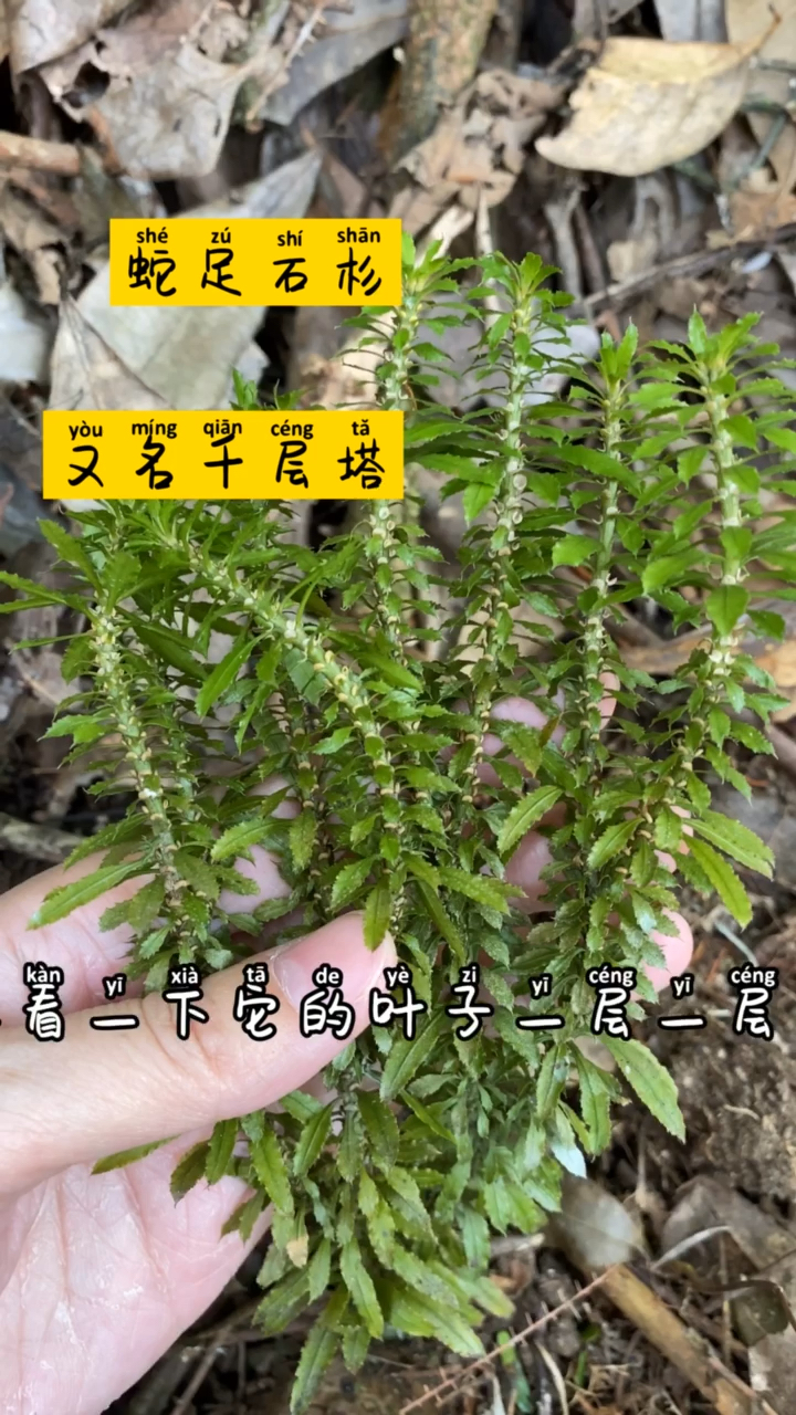 蛇足石杉,又叫千层塔