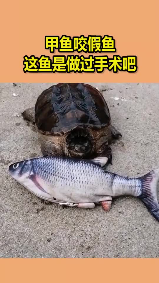 甲鱼咬假鱼,这鱼是做过手术吧
