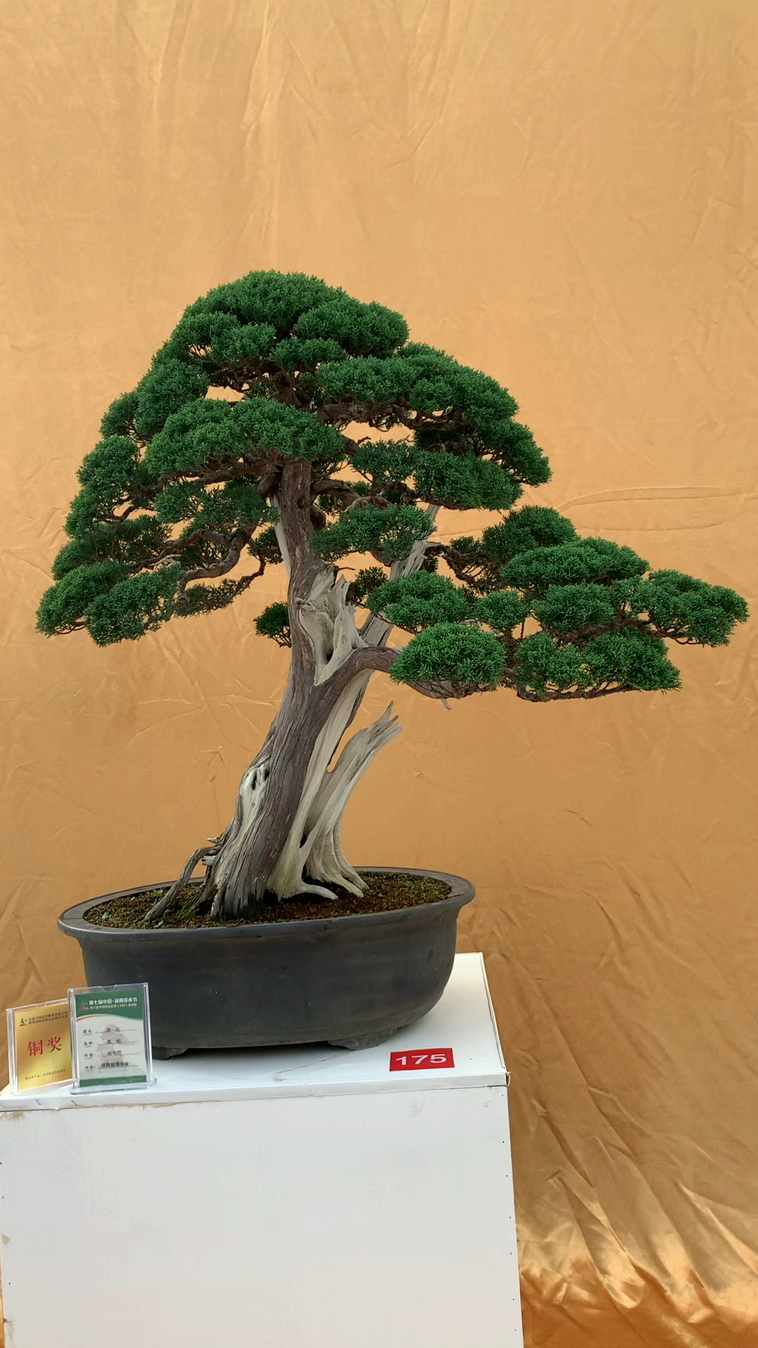 第三名很开心 济州真柏 柏中精品