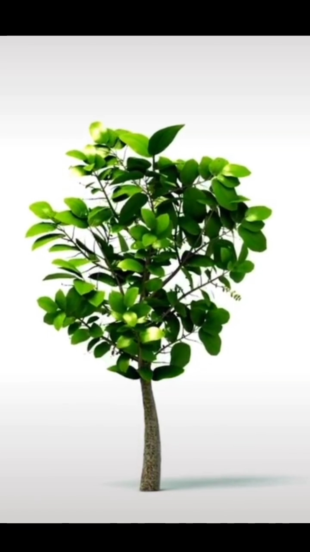 你喜欢的样子我都有#小树长大了