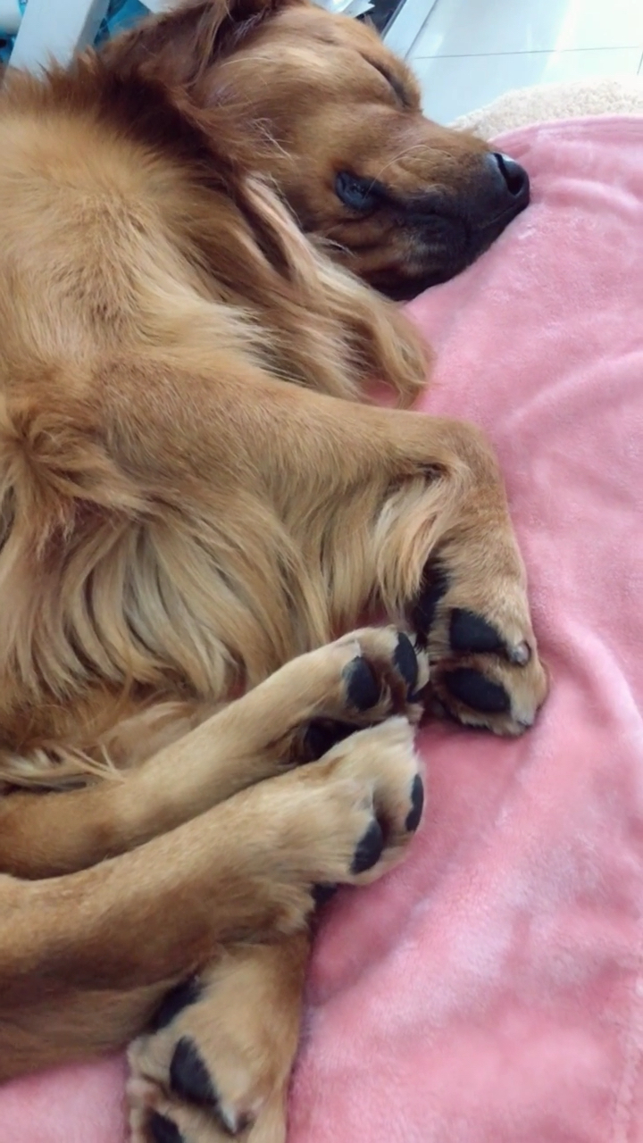 太阳都快下山了还在睡觉金毛猪