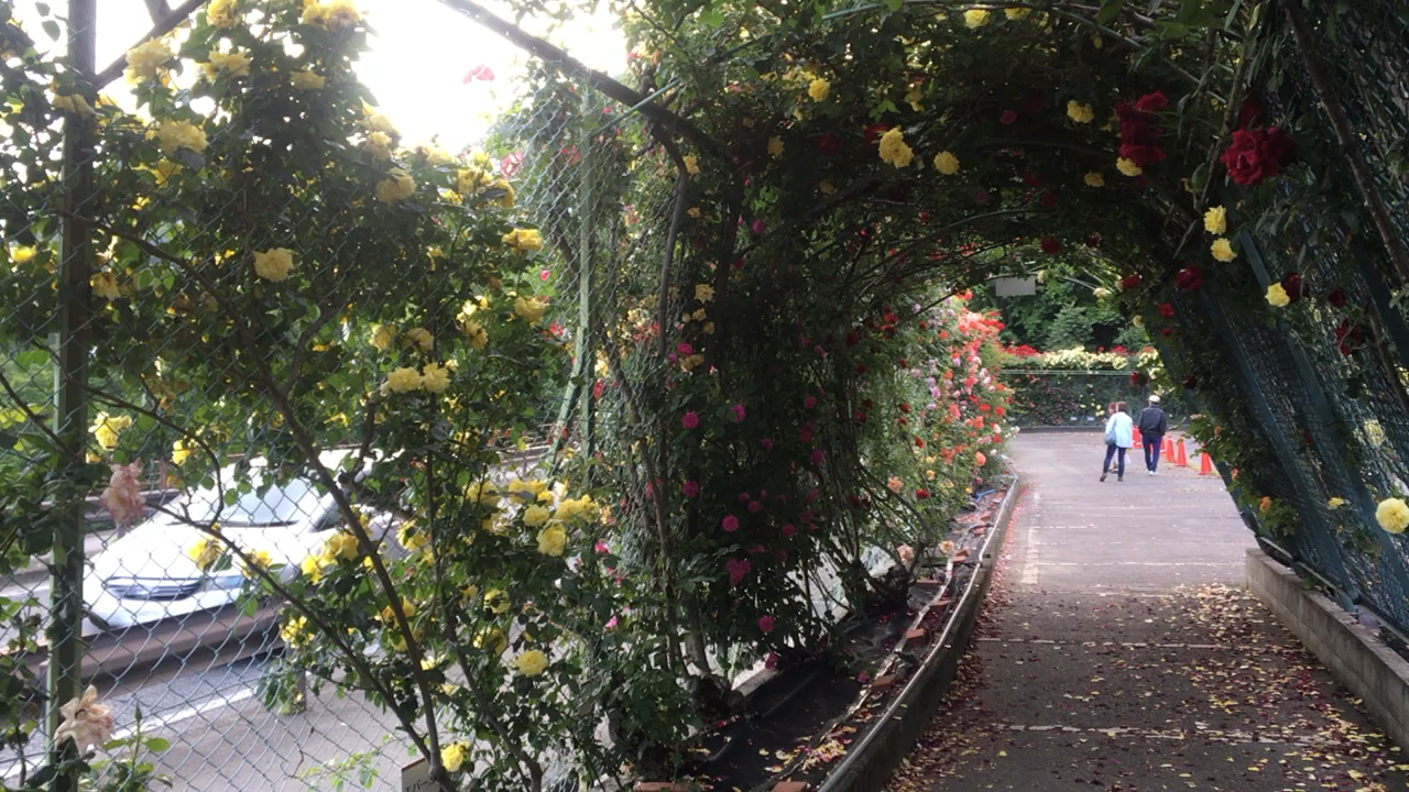 漂亮的玫瑰花走廊