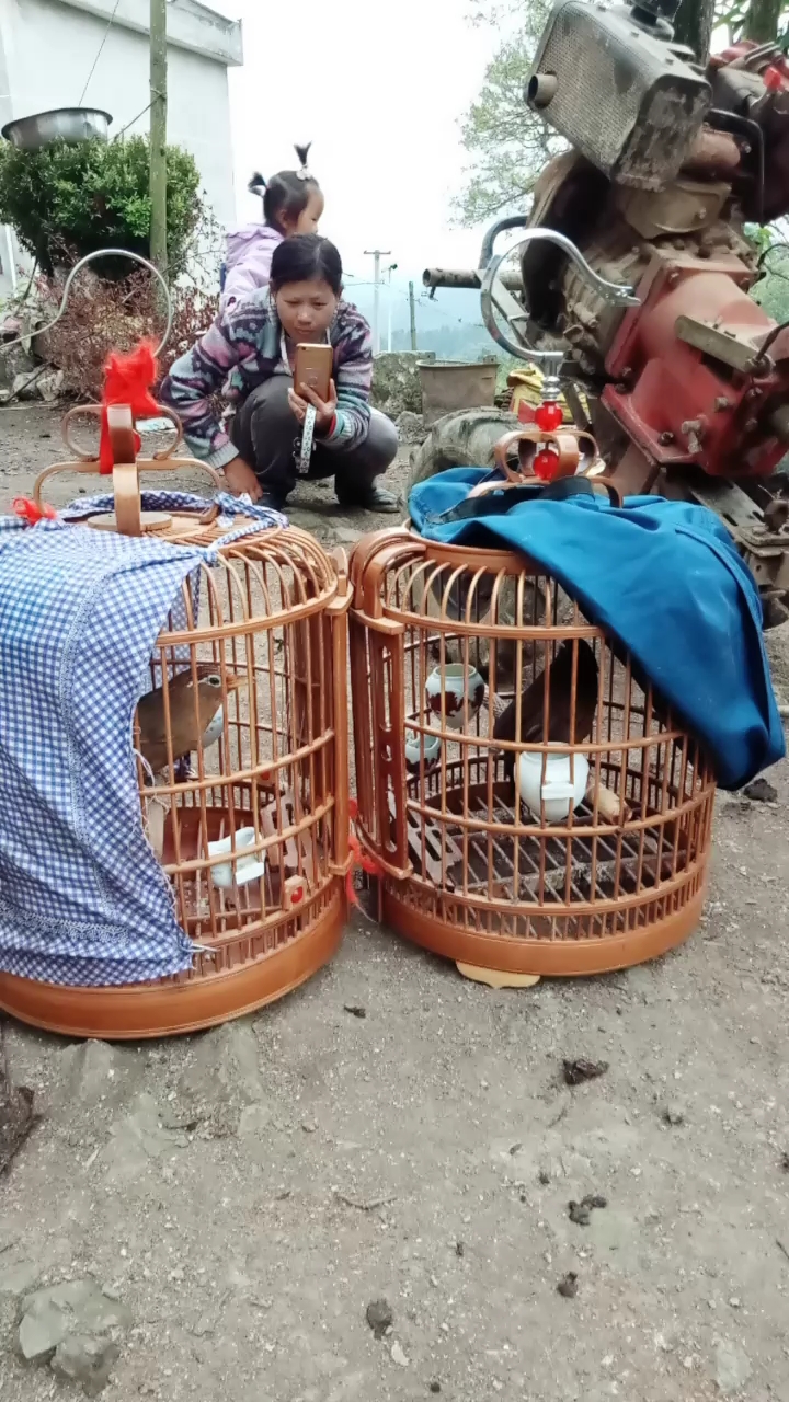 斗鸟一下,看看发性没有