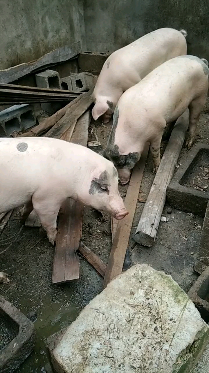 三头猪加起来只有两只耳朵,谁把耳朵偷吃了