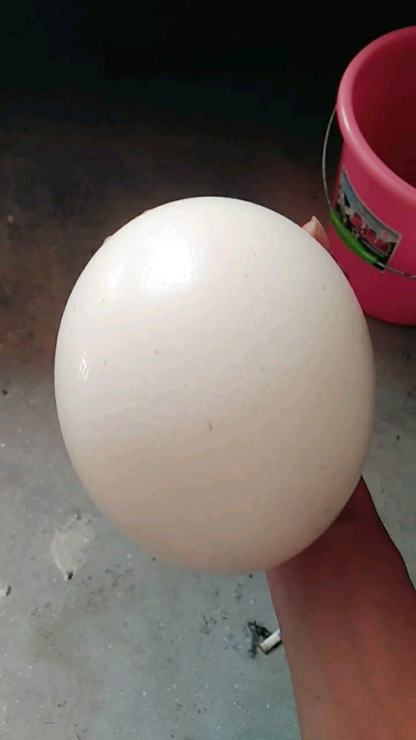 世界上最大的蛋    有没有人喜欢