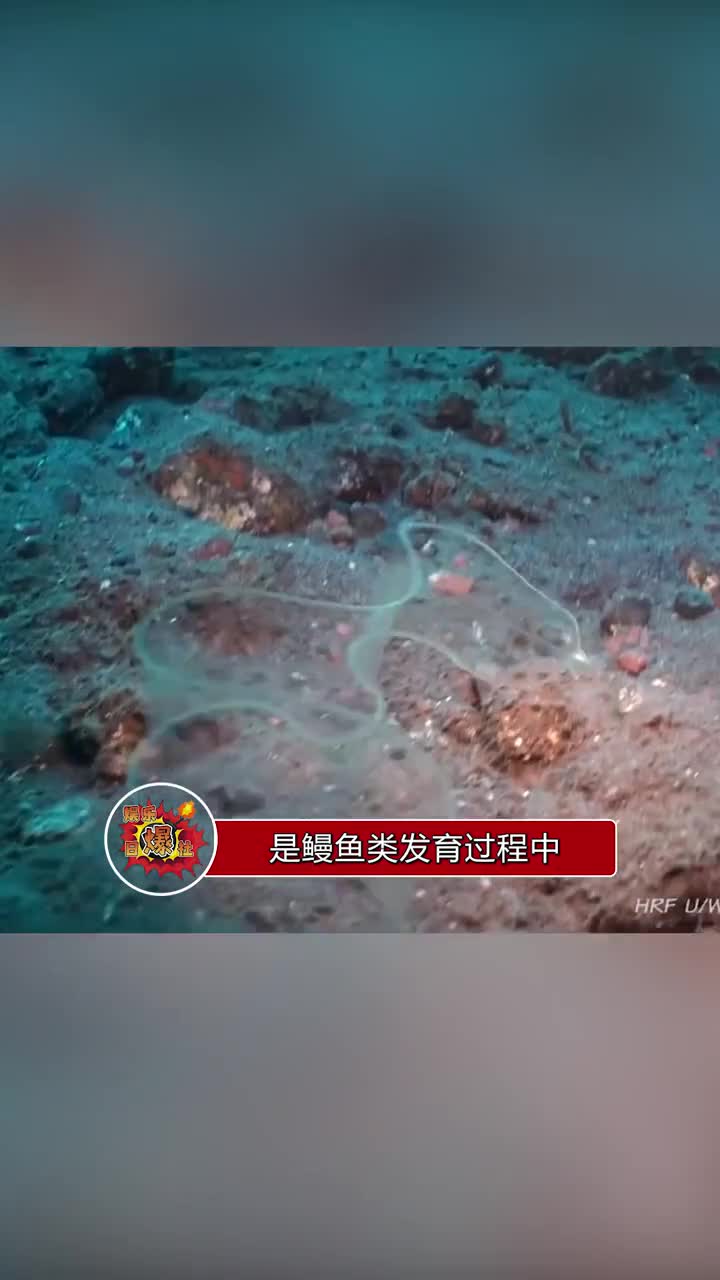 大家见过这种鳗鱼吗,名为柳叶鳗,是鳗鱼类发育过程中幼体时期的一个