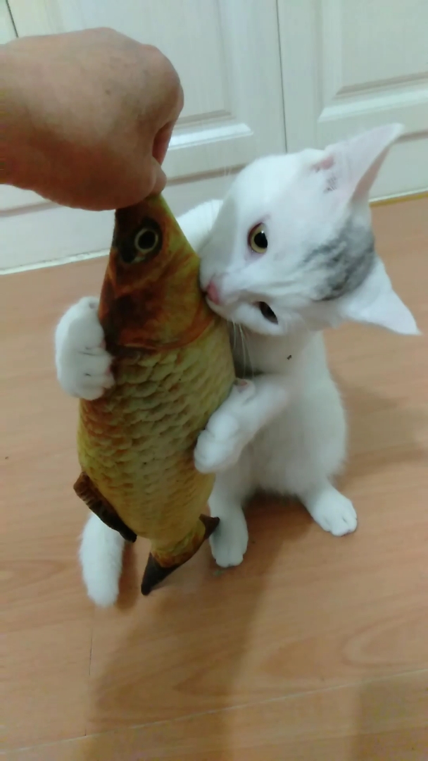 有人抢鱼了～麻麻快来帮我我快抱不住了