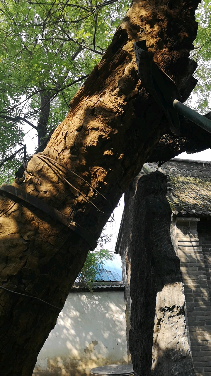 董天知将军故居,院子里有一棵500年的古槐树(二)