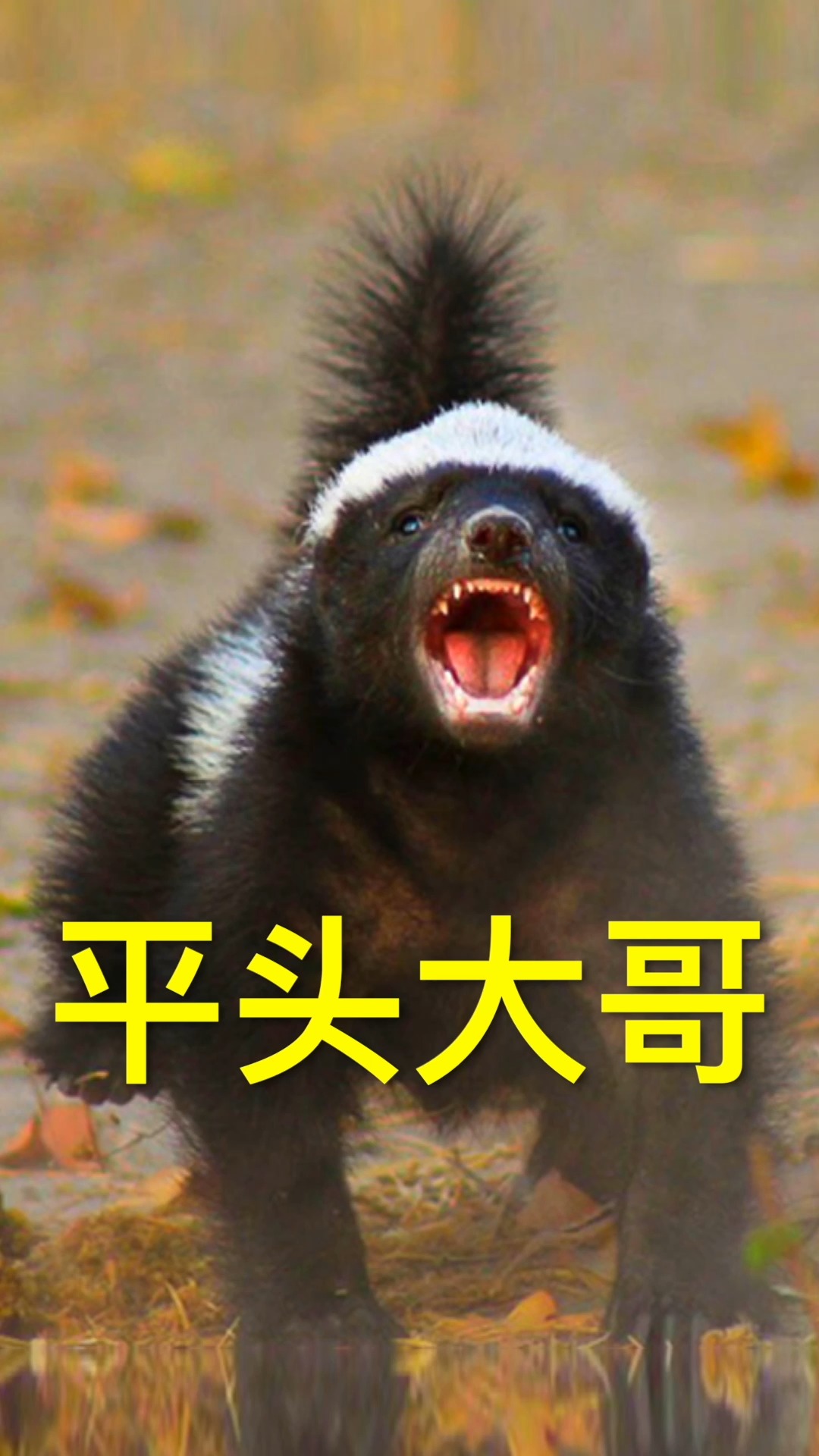 动物世界平头哥蜜獾秉承生死看淡不服就干的精神也很讲究技巧跟智慧使