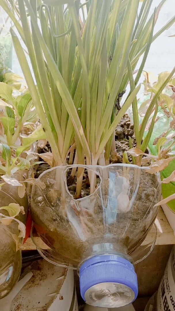 2019,立个新年flag#阳台上油桶种的蒜苗,天冷了长的太慢了