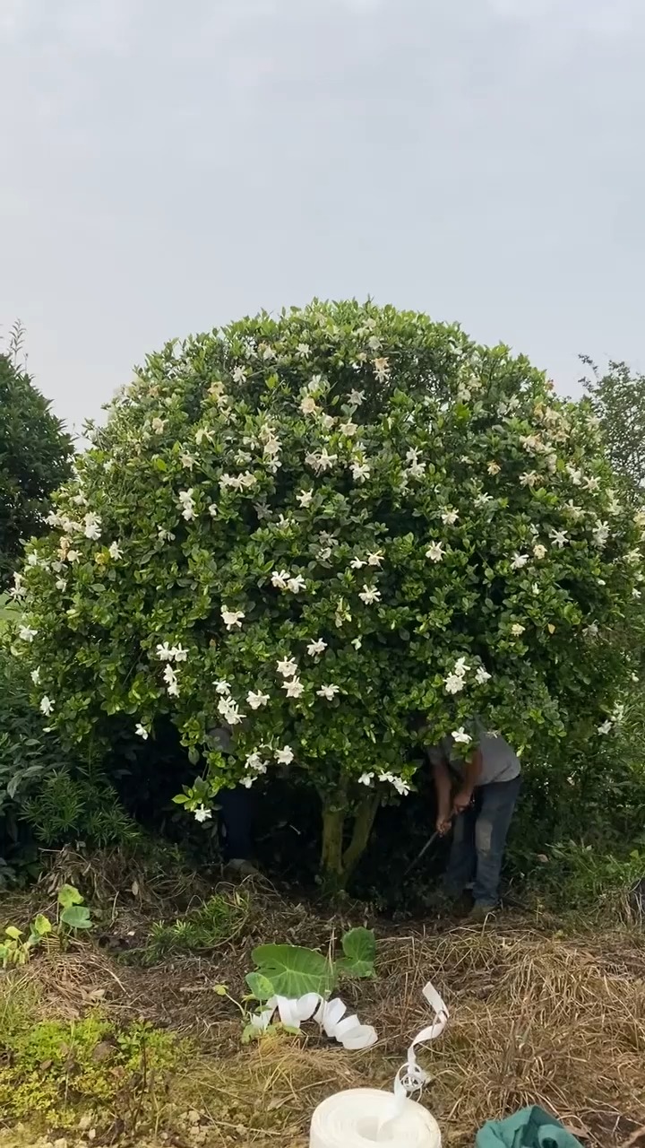 这么漂亮的栀子花树,你的别墅庭院想不想种上一颗