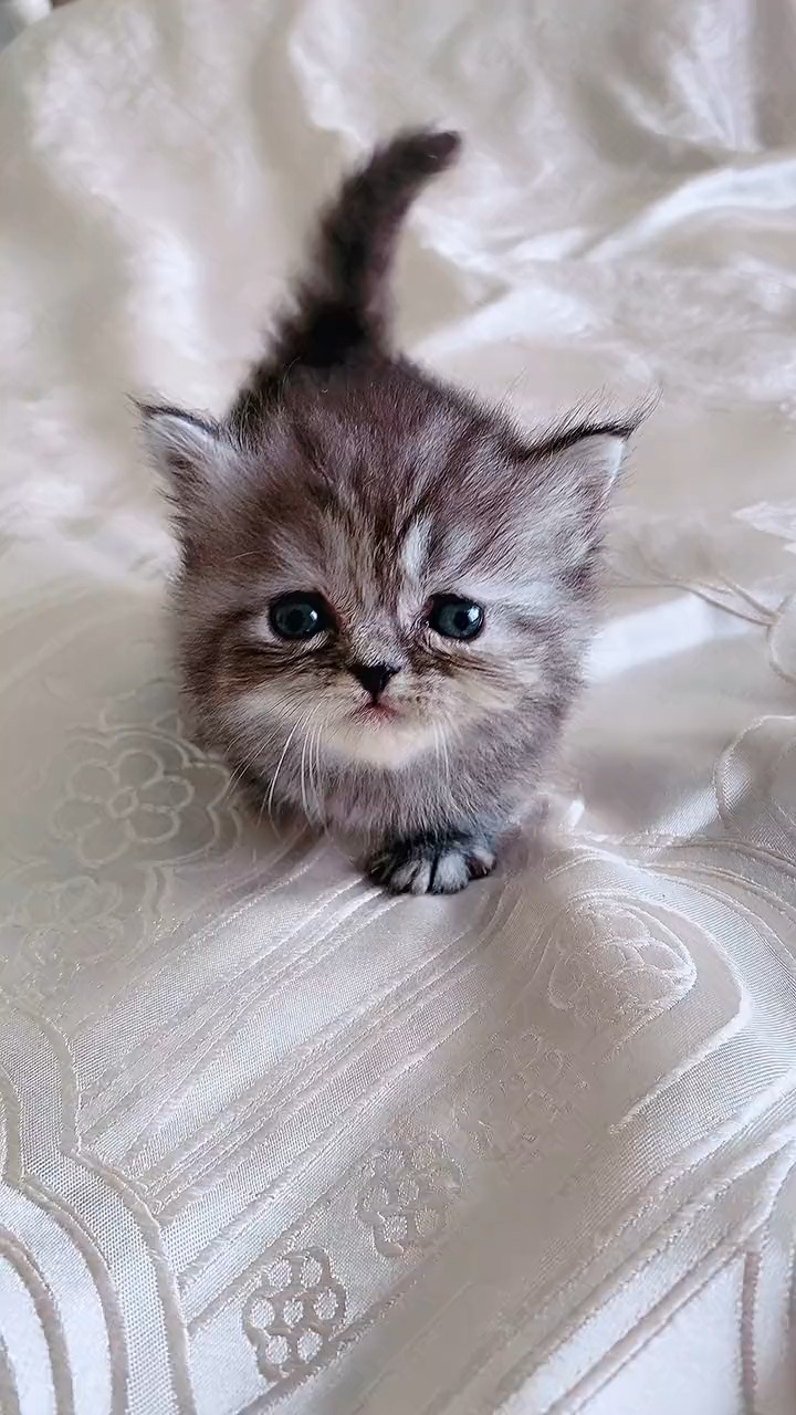 我要上热门#小奶猫奶凶奶凶的