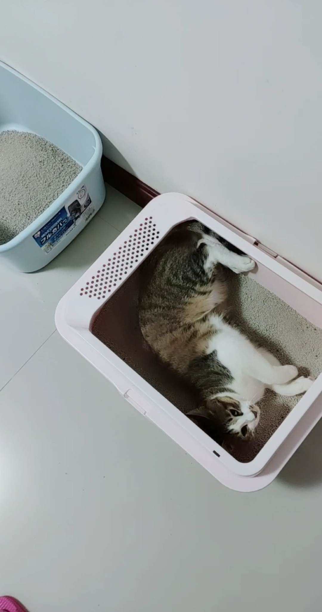 乡村生活#猫砂还没倒完呢赶紧进来打个滚宣誓一下主权