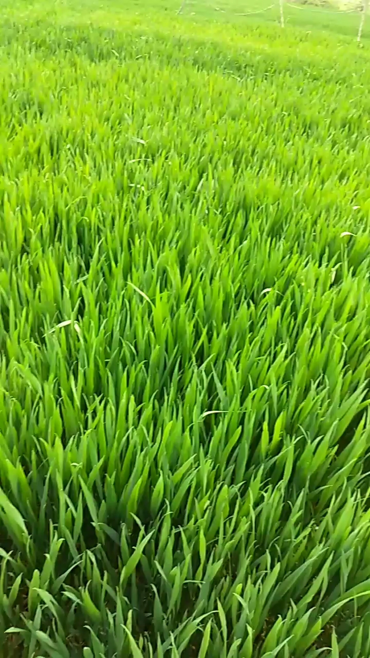 绿油油的小麦,真好看