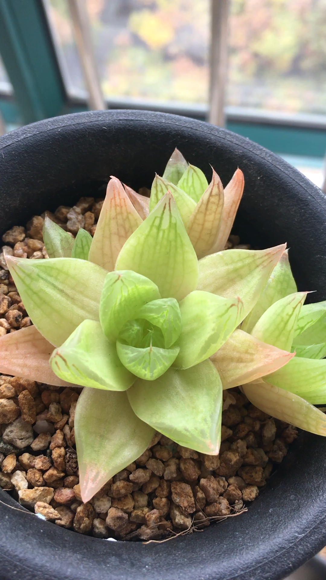 黄金凝脂菊,颜色也很美