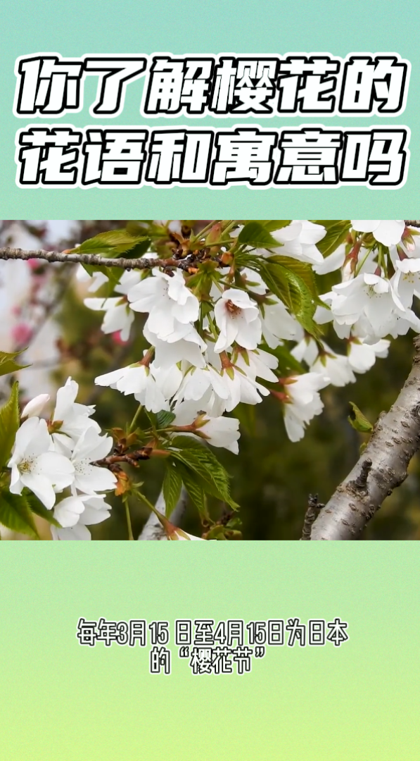 你了解樱花的花语和寓意吗