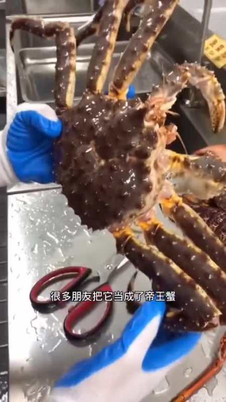 很多人会把蜘蛛蟹当成帝王蟹其实你只要仔细看区别是很明显的