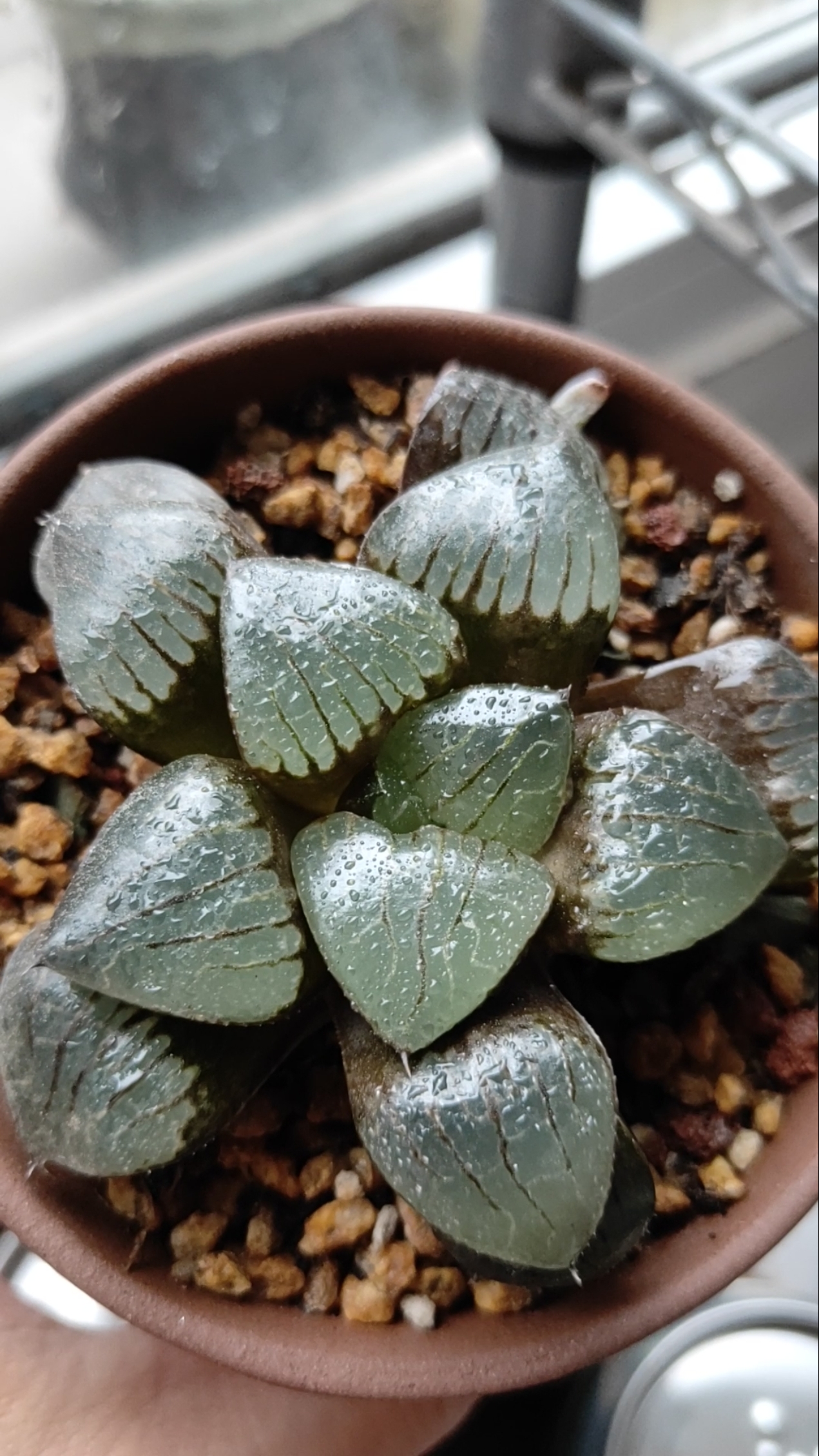 抓住夏天#日月潭寿长得慢啊