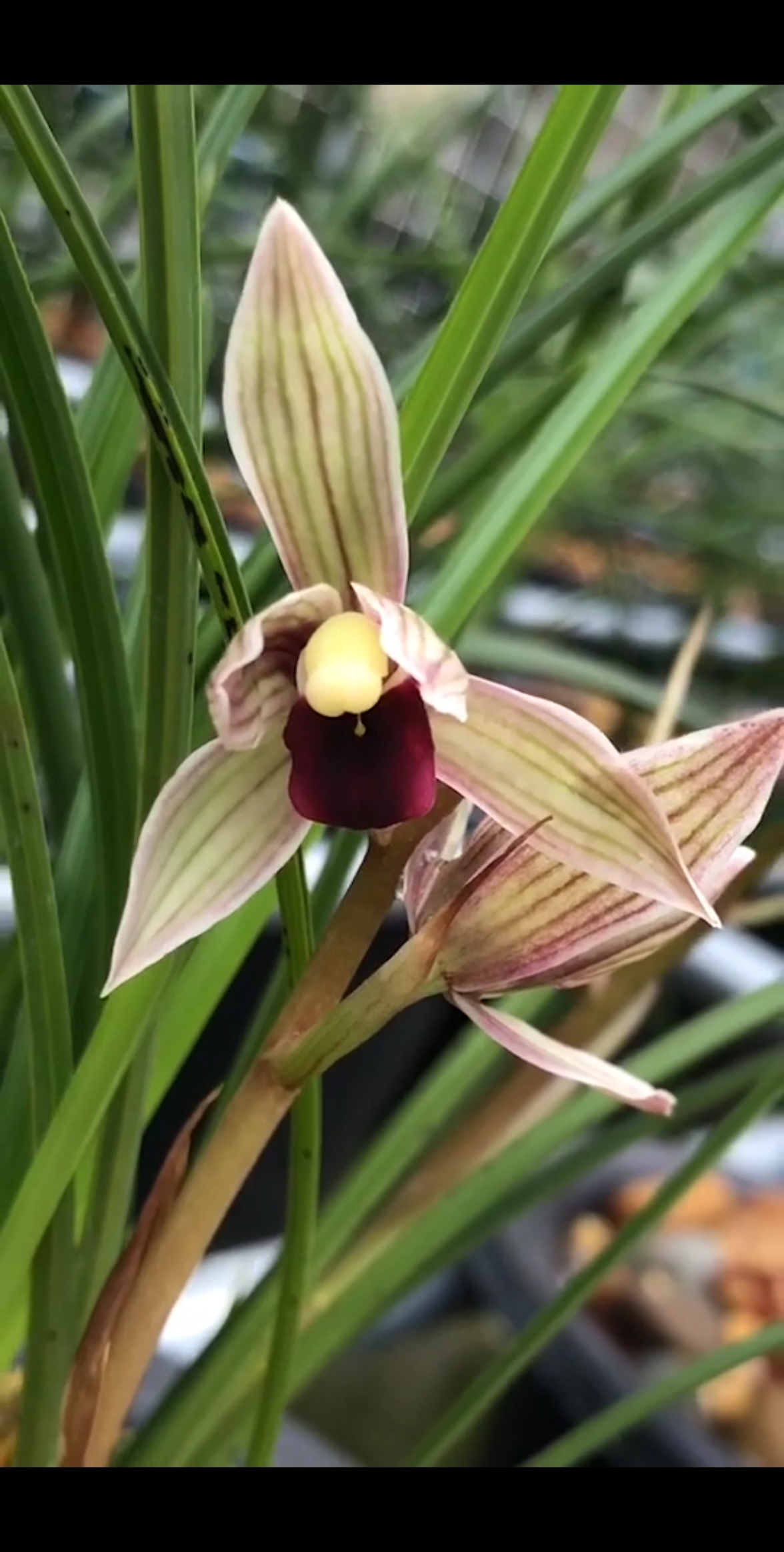 兰花#莲瓣兰丽江红花杆高开,花瓣花舌艳红色彩鲜艳稳定!