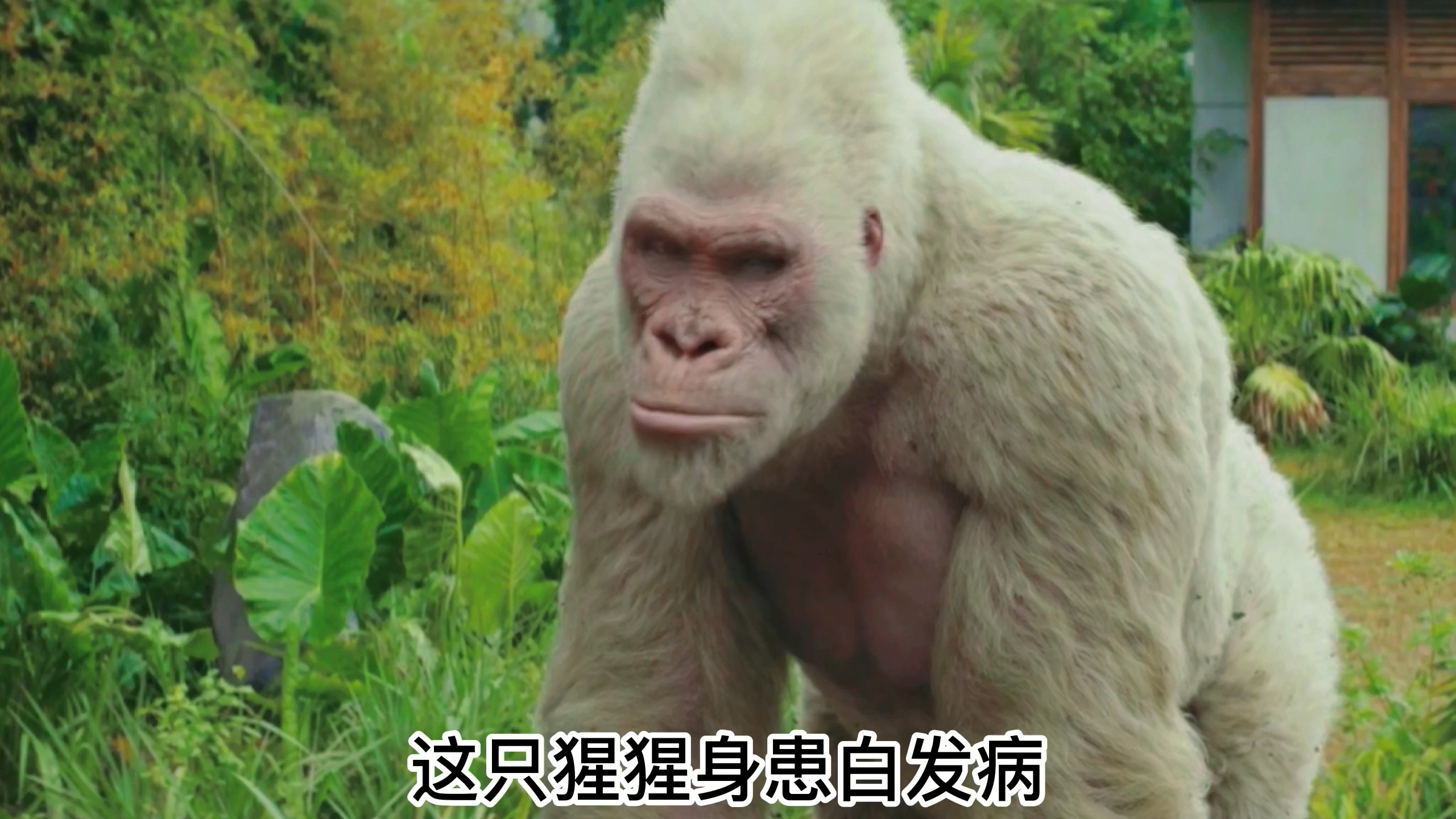 《狂暴巨兽》一个误入歧途的猩猩被人类搭档命悬一线救回本性!(一)