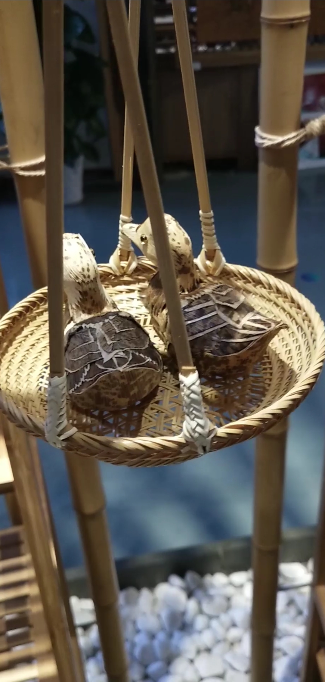 手工制作#两只小鸟躺在窝里!多么温暖的画面!竹编的太像了!