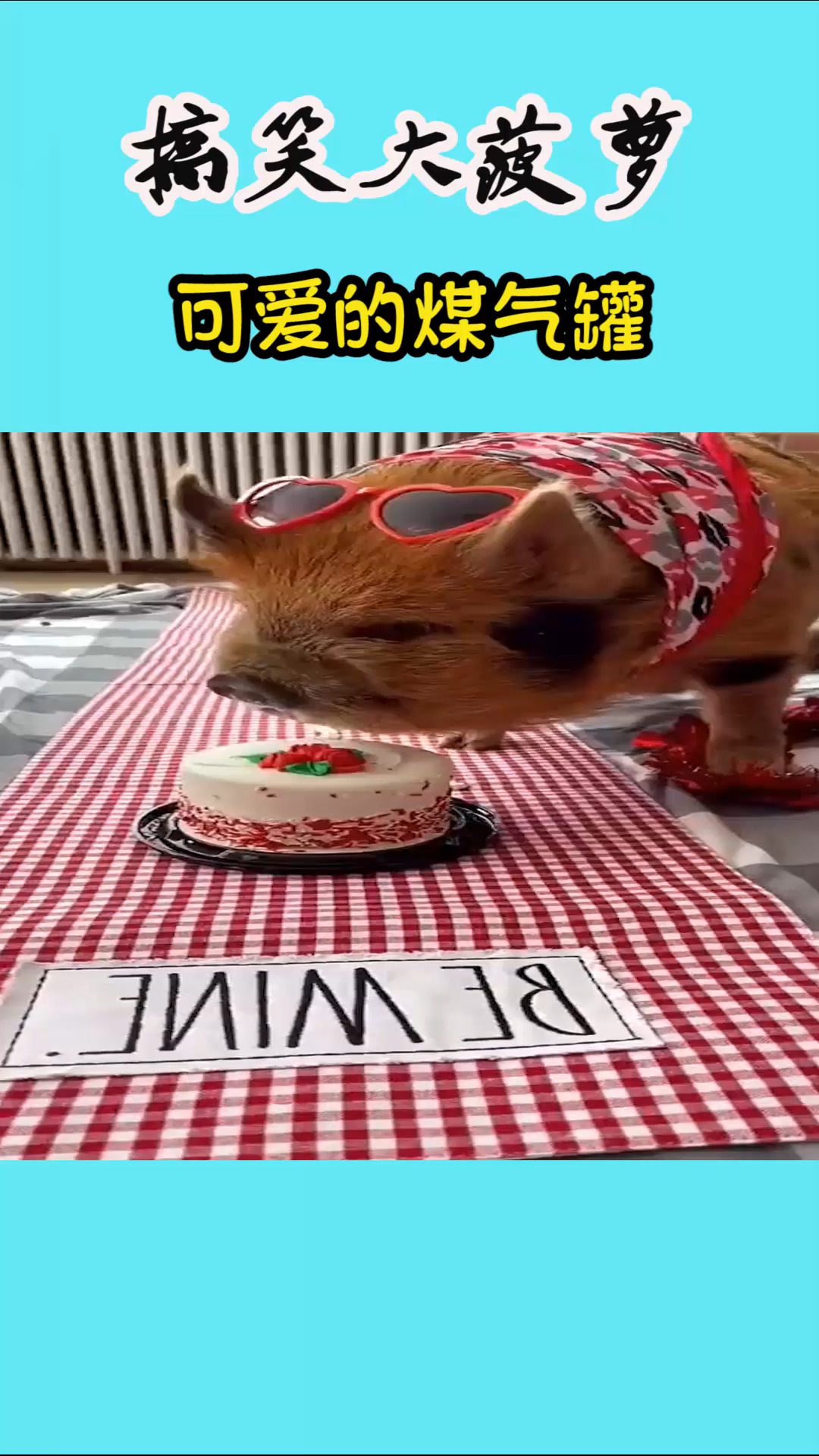 搞笑动物#可爱的煤气罐