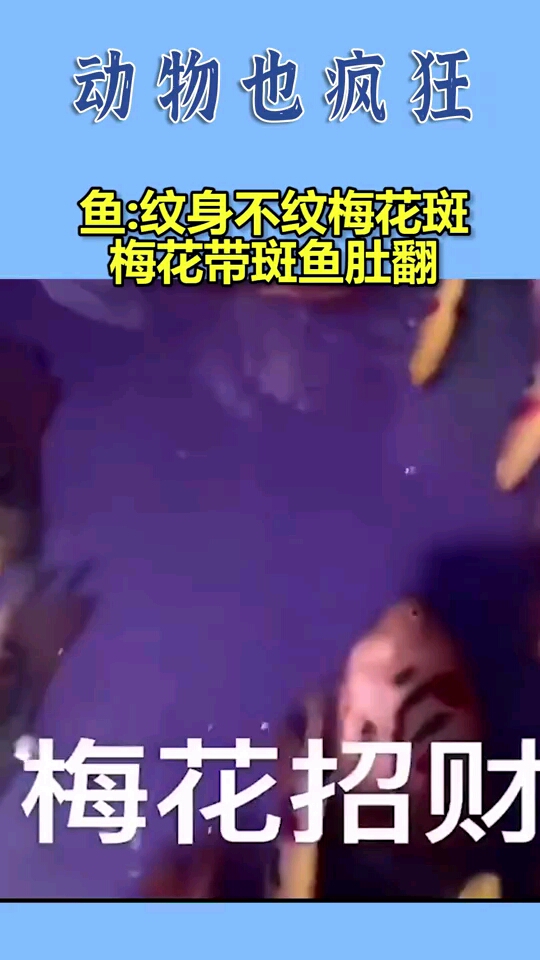 鱼:纹身不纹梅花斑,梅花带斑鱼肚翻