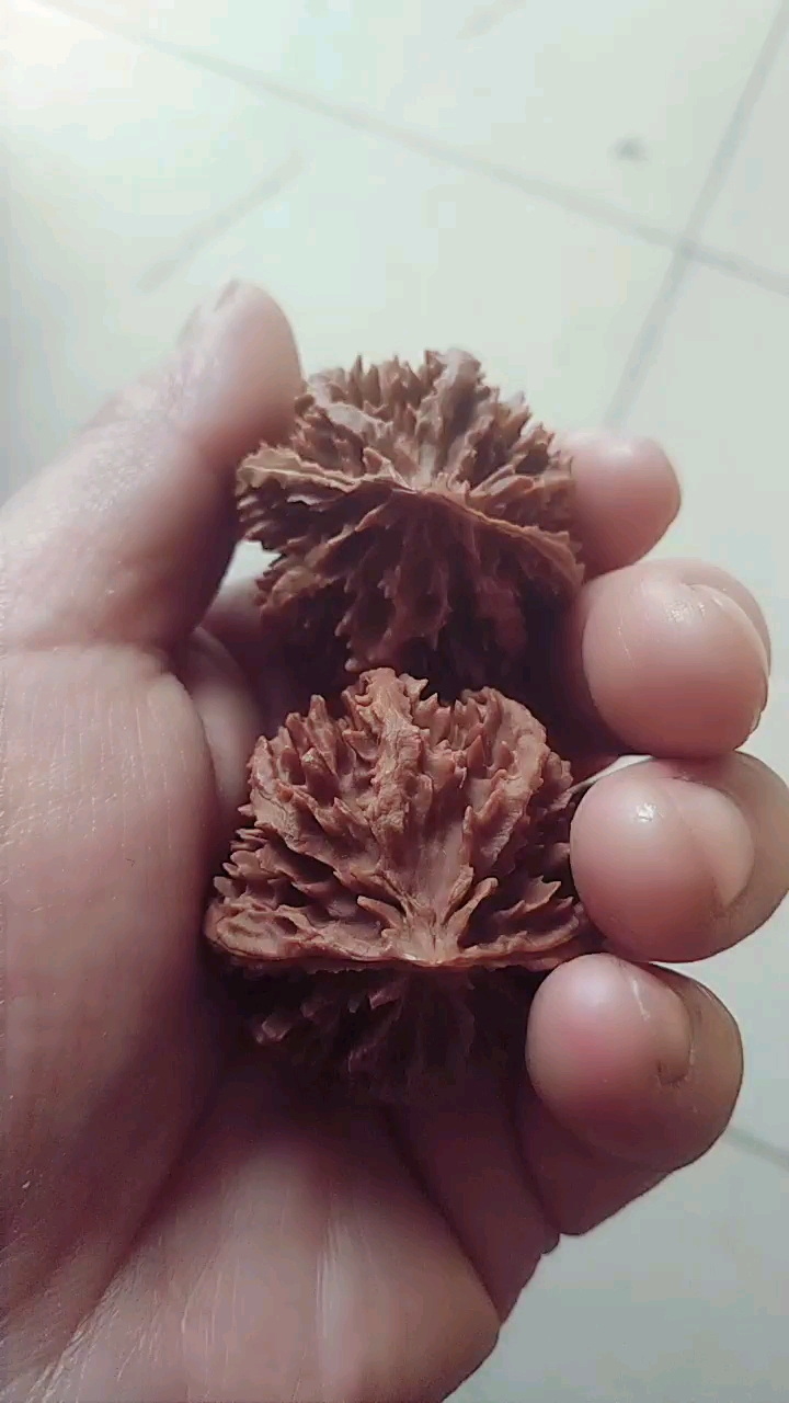 秦岭野生山核桃,灯笼,38.39.38