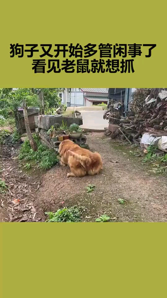 狗抓老鼠多管闲事图片