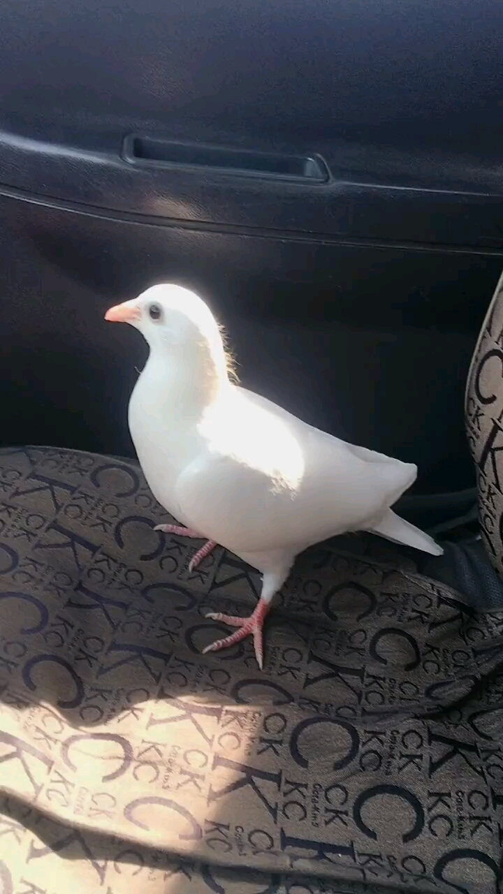 可爱的小白鸽,要送去公棚了!希望在公棚摘金夺银!
