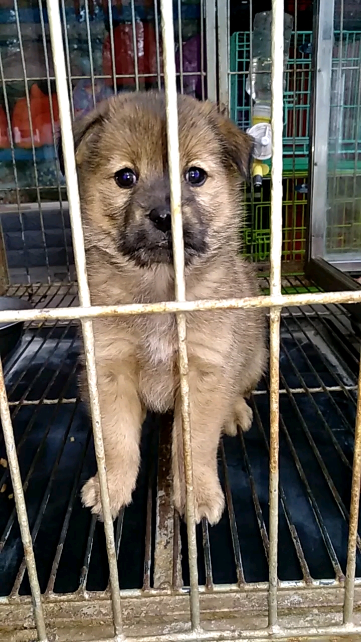 流浪狗#被抛弃的小土狗等待好心人