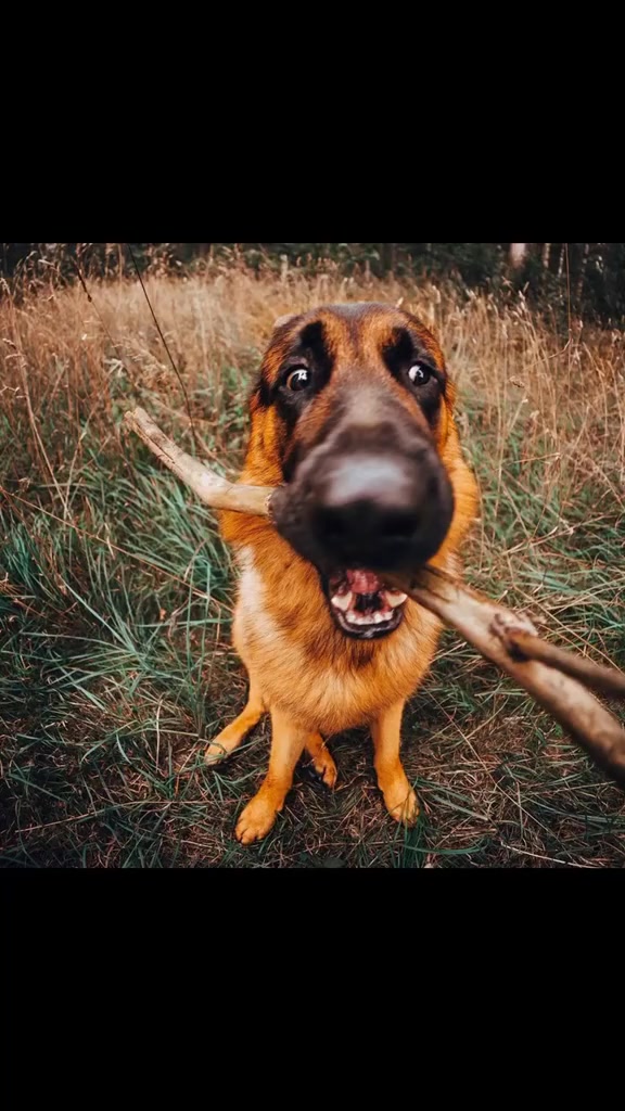 搞笑段子#第一张也太萌了吧#德牧#治愈系