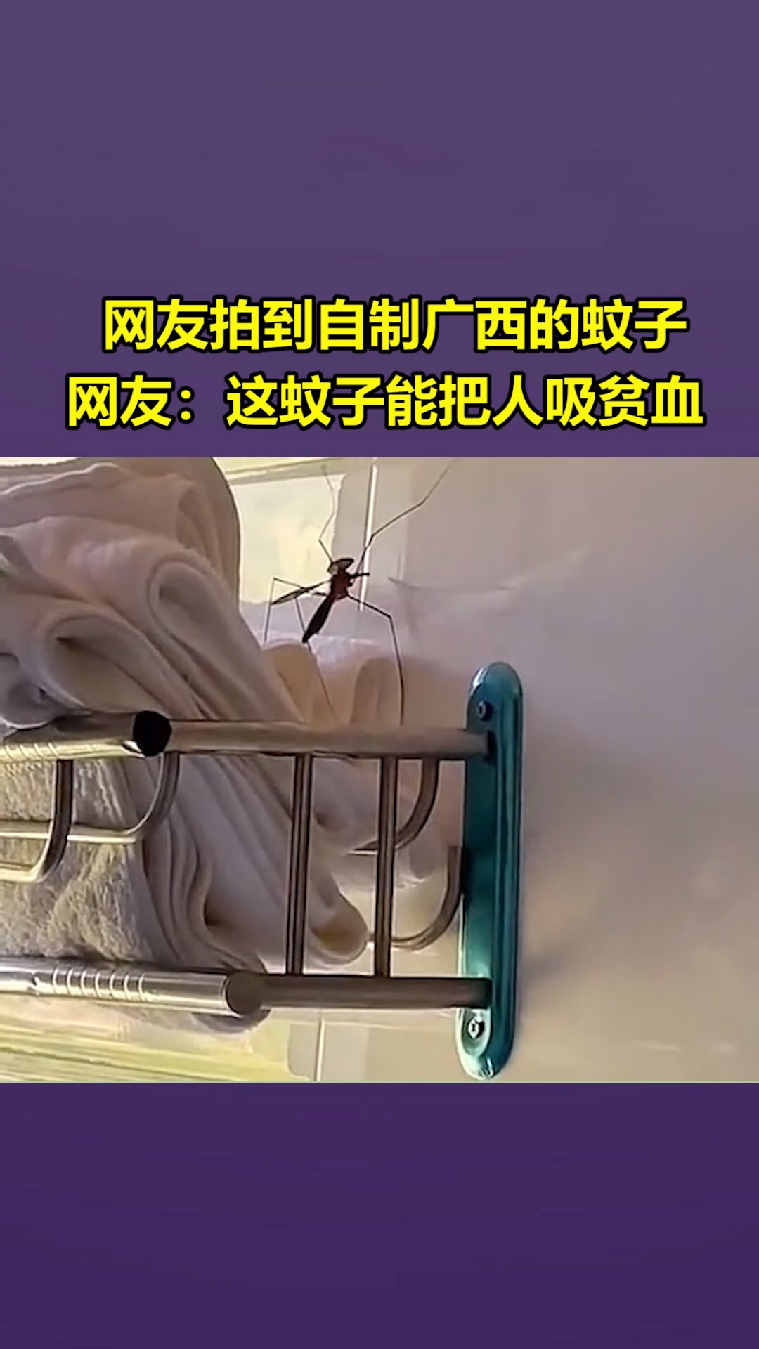 我要上热门#网友拍到自制广西的蚊子,网友:这蚊子能把人吸贫血!