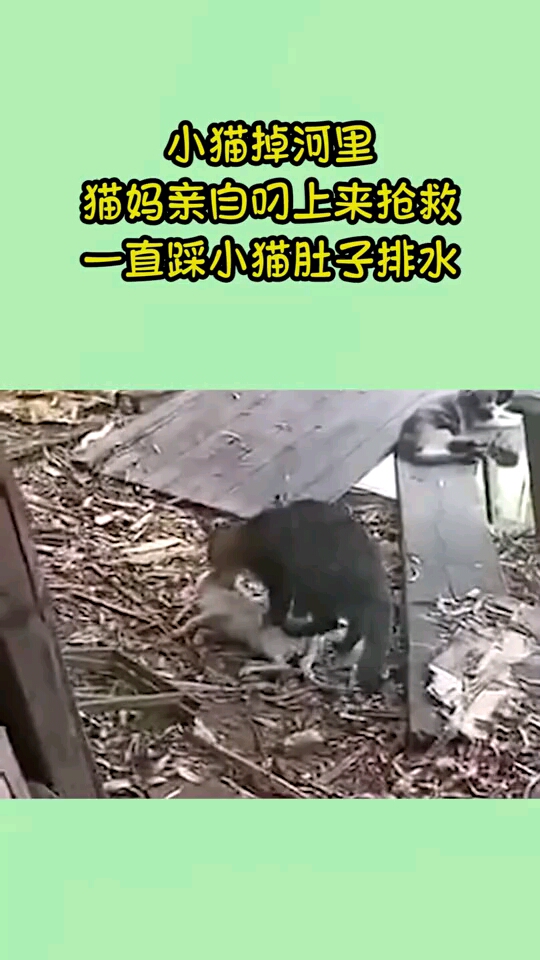 小猫掉河里