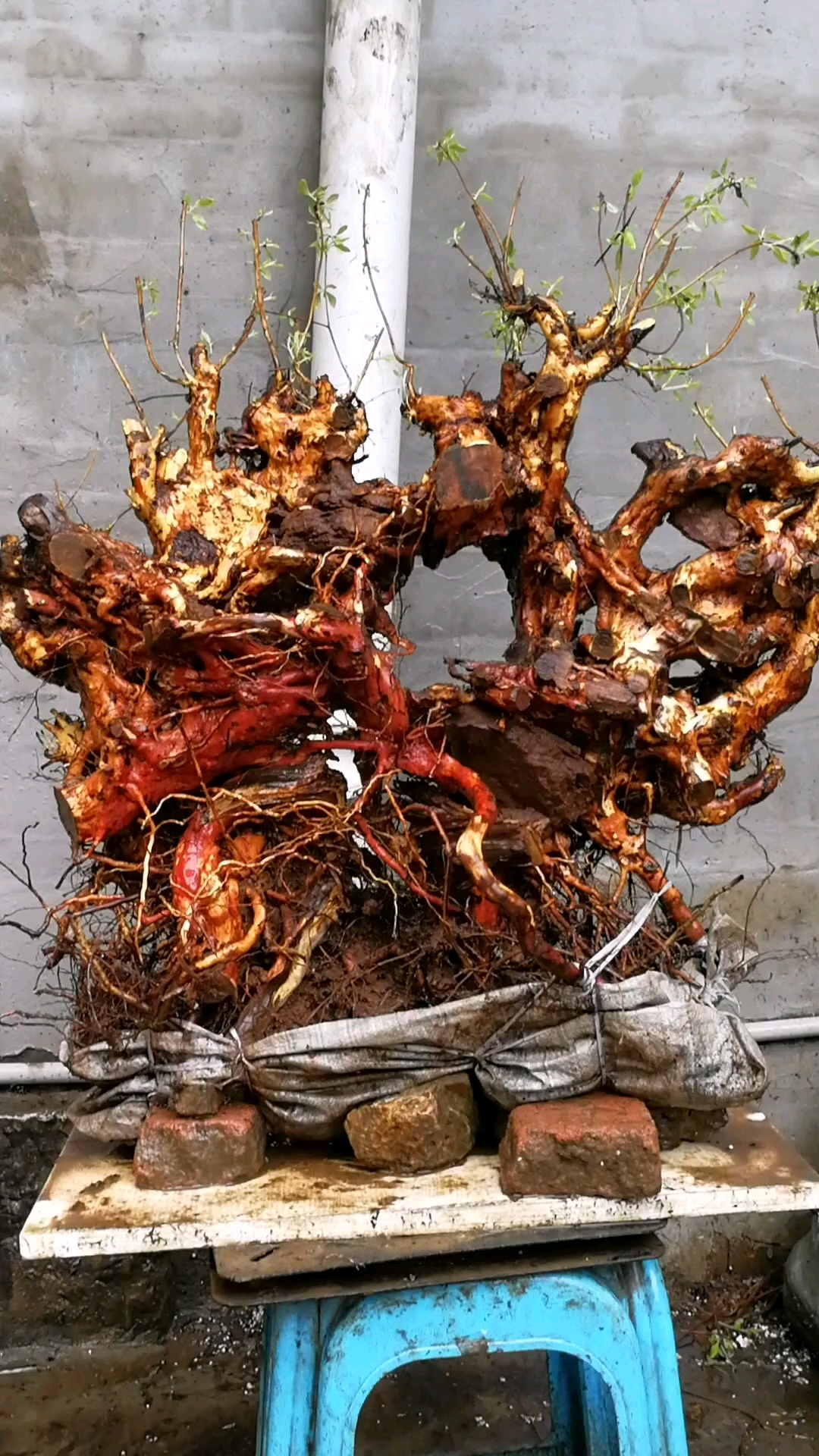 极品映山红根桩