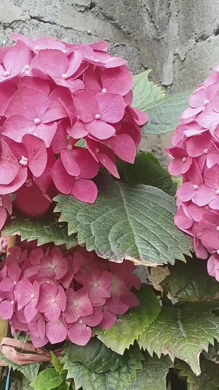 真漂亮的变色牡丹