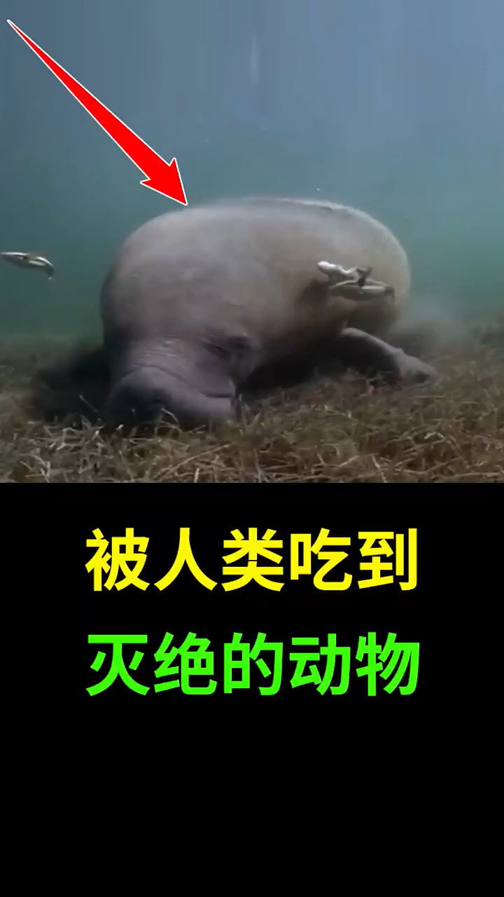 知识科普#被人类吃到灭绝的动物