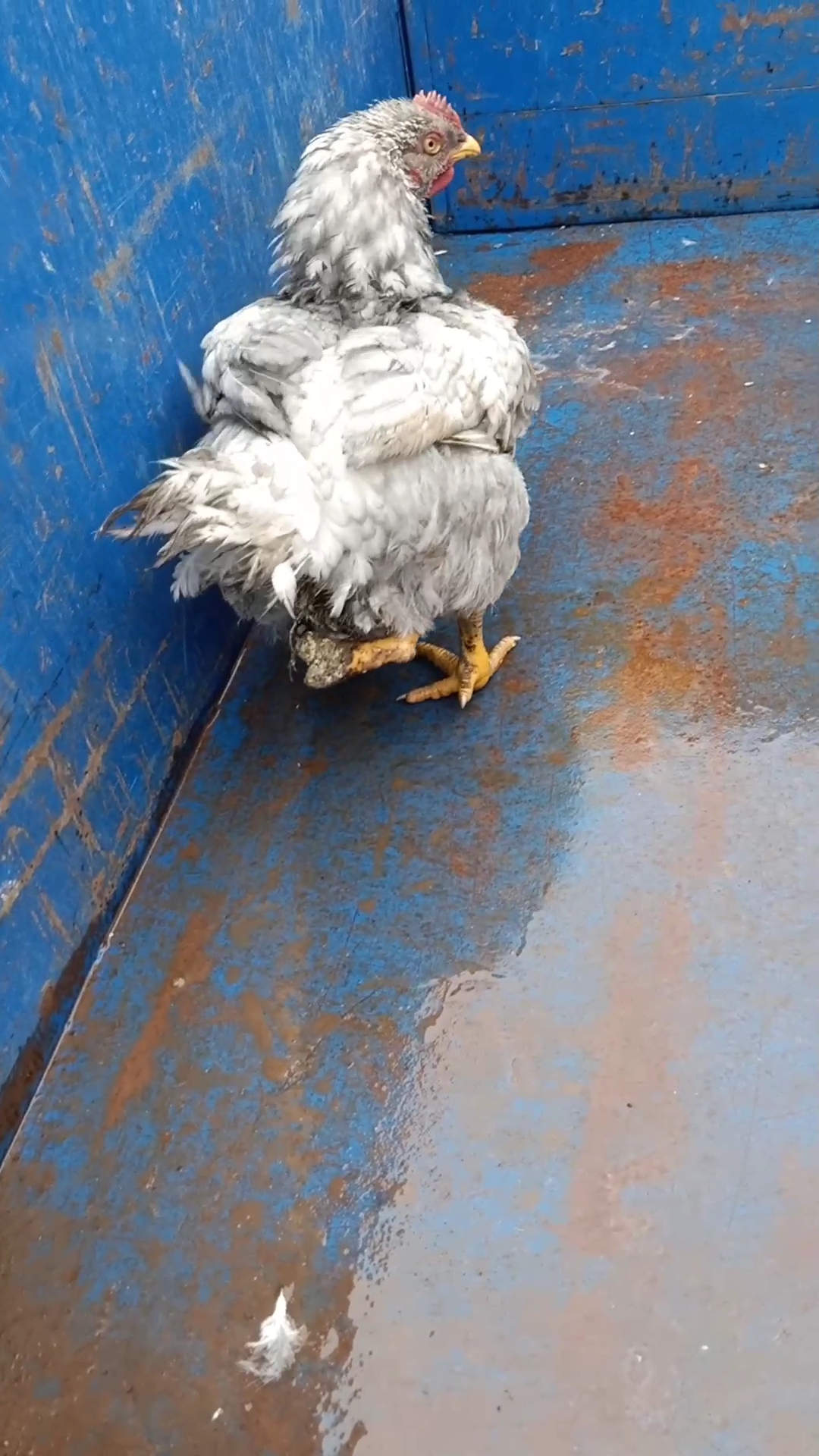 #宠物丑萌大赛#见过三条腿的母鸡吗今天撞大运了