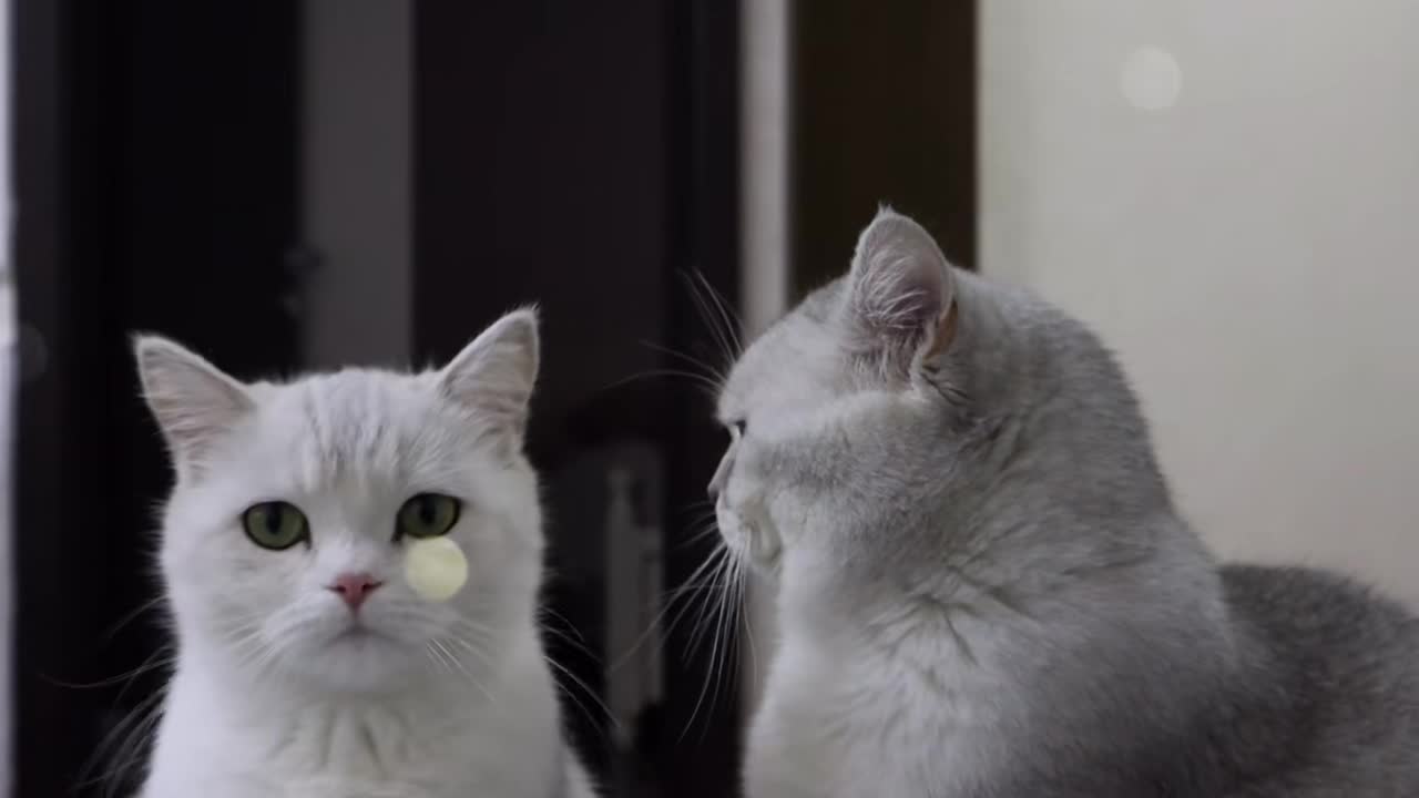 家有萌宠#猫南北～发了一个短视频,你尽管点开,不好看算我输在吗?