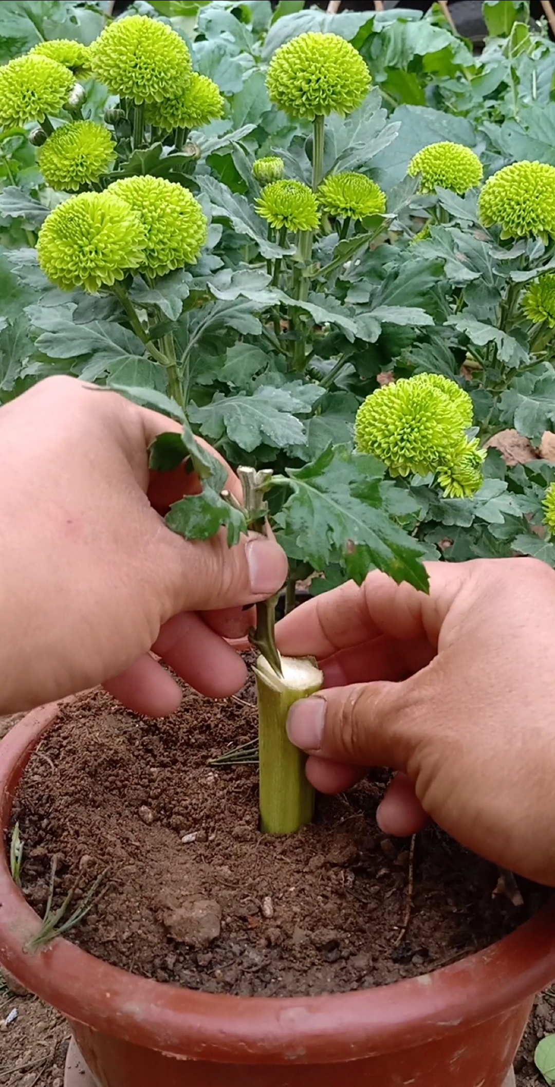 菊花嫁接常用的砧木图片