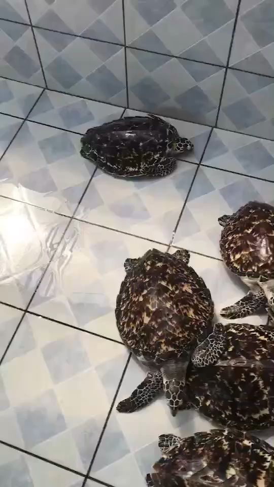 好多小玳瑁又好养