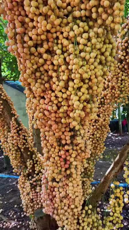 我要上热门#野黄皮挂了满树来尝尝