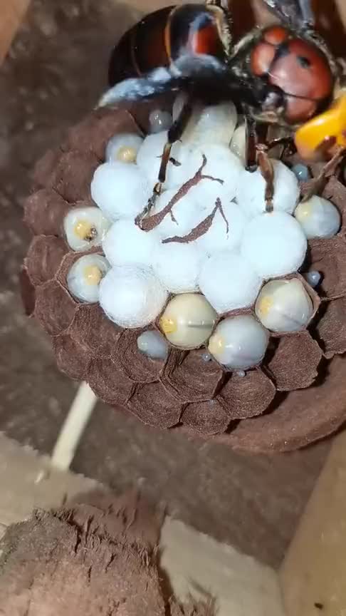 超级大黄蜂产卵,微镜头下见真章,有没有被震撼到!