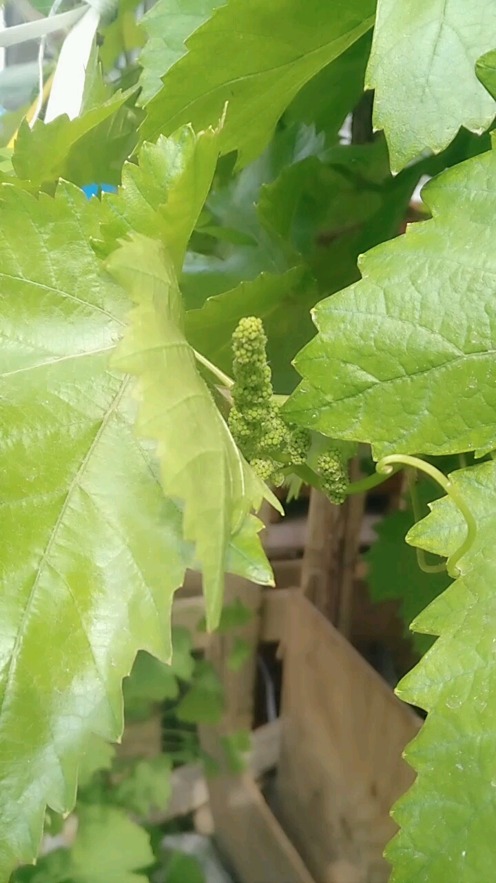 3年葡萄树结果了!