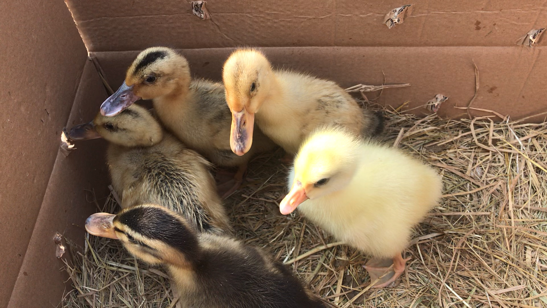 小鸭子和小鹅的第二天,喜欢田园生活费朋友点个关注和赞,谢谢你们